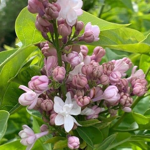Syringa vulg Beauty of Moscow 7 5L