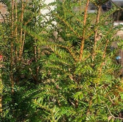Taxus baccata   15L 80-110cm  IF ORDERING 5+ PLS ASK FOR DELIVERY QUOTE