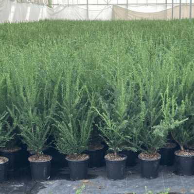Taxus baccata  3.5L  60-80cms