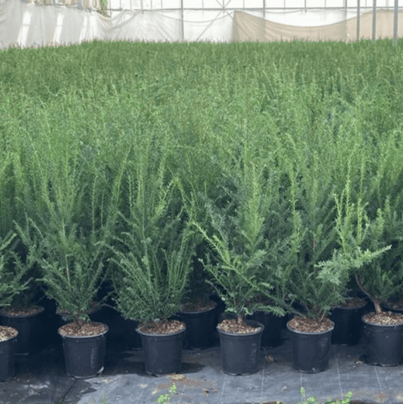 Taxus baccata  3.5L  60-80cms