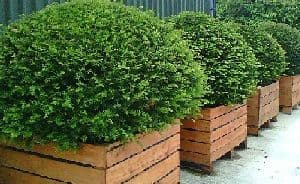 Taxus Baccata (English Yew) Topiary