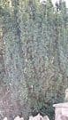 Taxus baccata 'Fastigiata'   15L  120cm