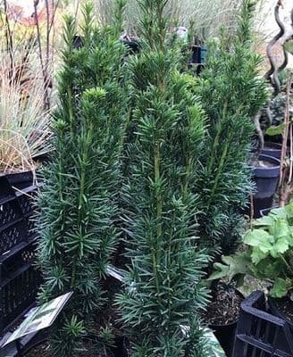 Taxus baccata 'Fastigiata Aurea'  3L  60-80cms