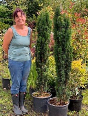 Taxus baccata fastigiata 'Robusta'  25L  90-110cmH COLLECTION ONLY