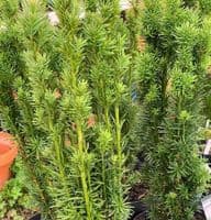 Taxus baccata Fastigiata 'Robusta' (Irish Yew) 10L  60-70cms ready Oct