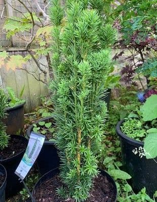 Taxus baccata Fastigiata 'Robusta' (Irish Yew) 10L  60-70cms ready Oct