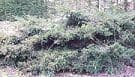 Taxus baccata 'Repandens'  **  32L  40cm