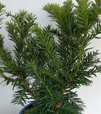 Taxus baccata 'Repandens'  **  3L  20cm+ READY OCTOBER