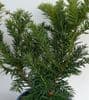 Taxus baccata 'Repandens'  **  5L  40cm READY DEC 2025