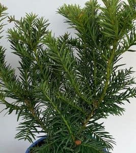 Taxus baccata 'Repandens'  **  5L  40cm READY DEC 2025