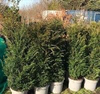 Taxus baccata  rootballed  125-150cms