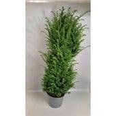 Taxus baccata  rootballed  125-150cms