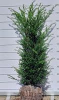 Taxus baccata  rootballed  80-100cm