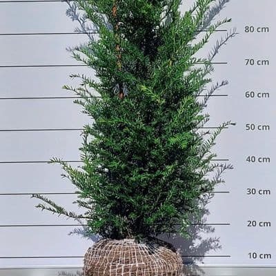 Taxus baccata  rootballed  80-100cm