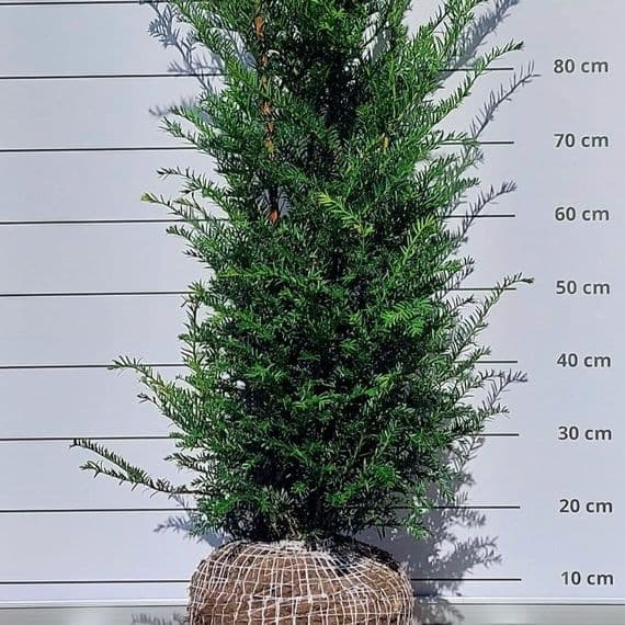 Taxus baccata  rootballed  80-100cm