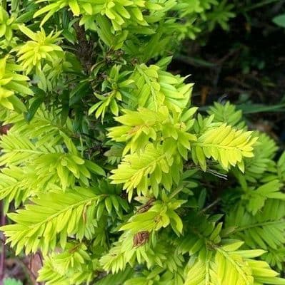 Taxus baccata 'Semperaurea'  15L