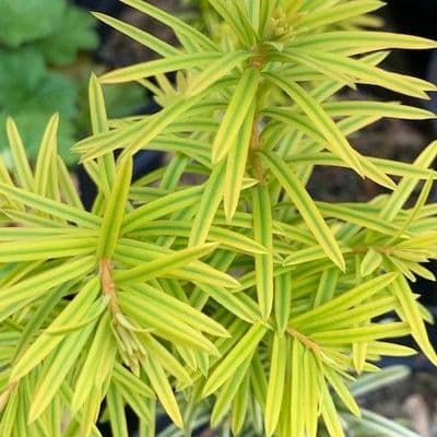 Taxus baccata 'Shining Light'  PVR  3L