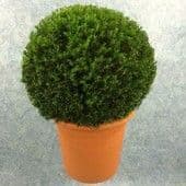 Taxus baccata Spheres (Balls)  45-50cm diameter