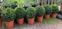 Taxus baccata Spheres  various sizes