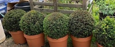 Taxus baccata Spheres  various sizes