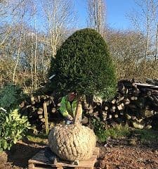 Taxus baccata Standards & Half Standards