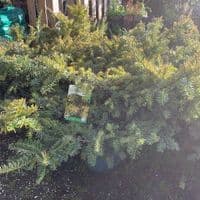 Taxus baccata 'Summergold'  10L 70-80cms