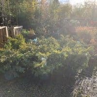Taxus baccata 'Summergold'  10L 70-80cms
