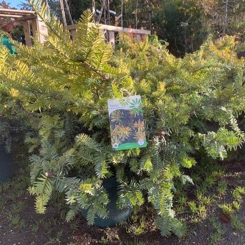 Taxus baccata 'Summergold'  10L 70-80cms