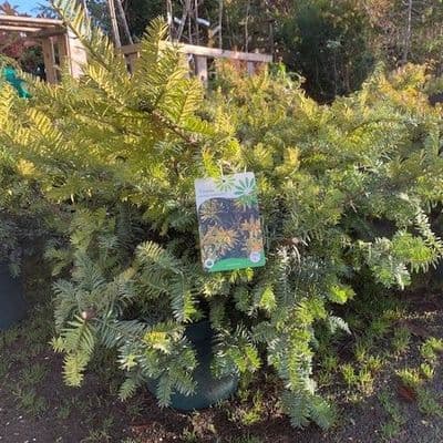 Taxus baccata 'Summergold'  10L 70-80cms SOLD OUT