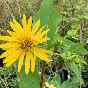 Telekia speciosa (Bupthalmum sp.)  2L