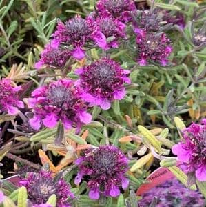 Teucrium ackermannii   9cm