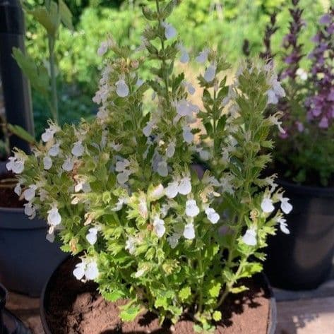 Teucrium chamaedrys Album 9cm