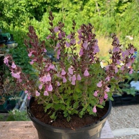 Teucrium chamaedrys  (Wall Germander)  2L