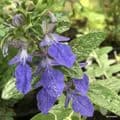Teucrium shrub, silver leaf, deep azure blue flowers