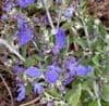 Teucrium fruticans 'Azureum'  2L