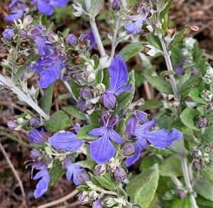 Teucrium shrub, silver leaf, deep azure blue flowers