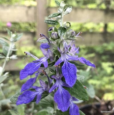 Teucrium fruticans  tree germander  2/3L  SOLD OUT