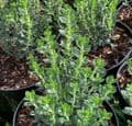 Teucrium x lucidrys  3L