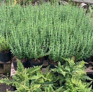 Teucrium x lucidrys  3L