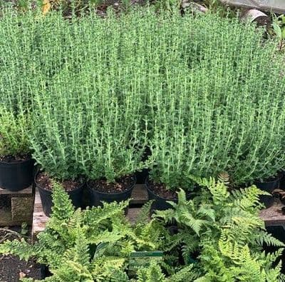 Teucrium x lucidrys  3L