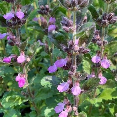 Teucrium x lucidrys  9cm