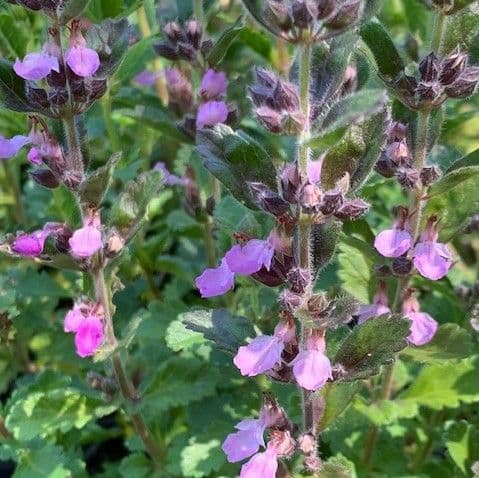 Teucrium x lucidrys  9cm