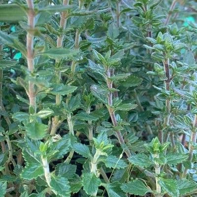 Teucrium x lucidrys (wall germander)  9cm