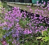 Thalictrum del. 'Hewitt's Double'  9cm