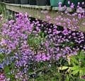 Thalictrum del.  'Hewitt's Double' AGM  3L