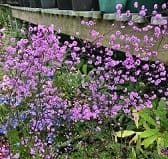 Thalictrum del.  'Hewitt's Double' AGM  3L