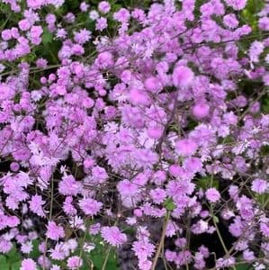Thalictrum del.  'Hewitt's Double' AGM  3L