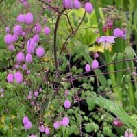 Thalictrum delavayi  2L