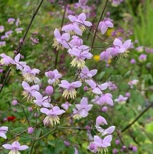 Thalictrum delavayi  2L