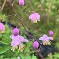 Thalictrum delavayi 'Hinckley'  9cm SOLD OUT